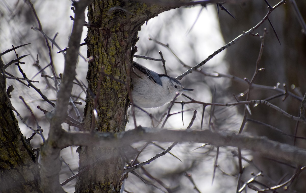White-breasted Nuthatch - ML141905421