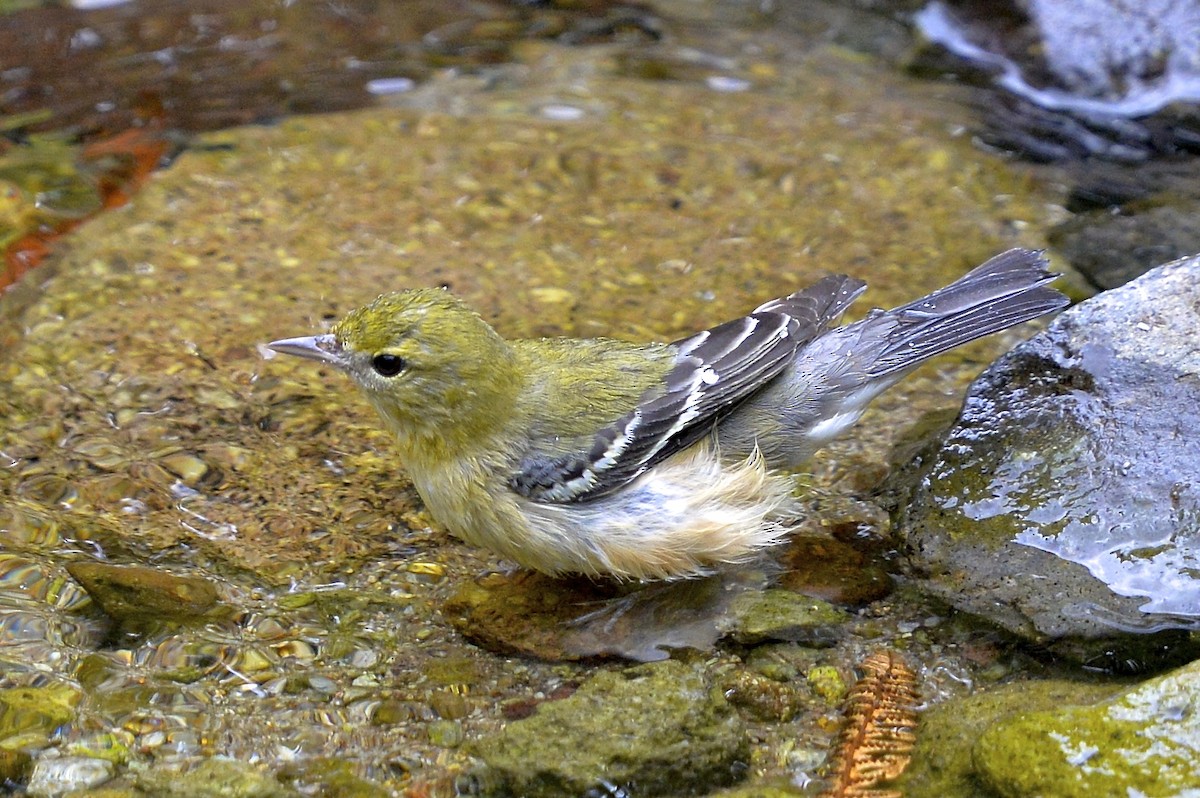 Bay-breasted Warbler - ML141906071