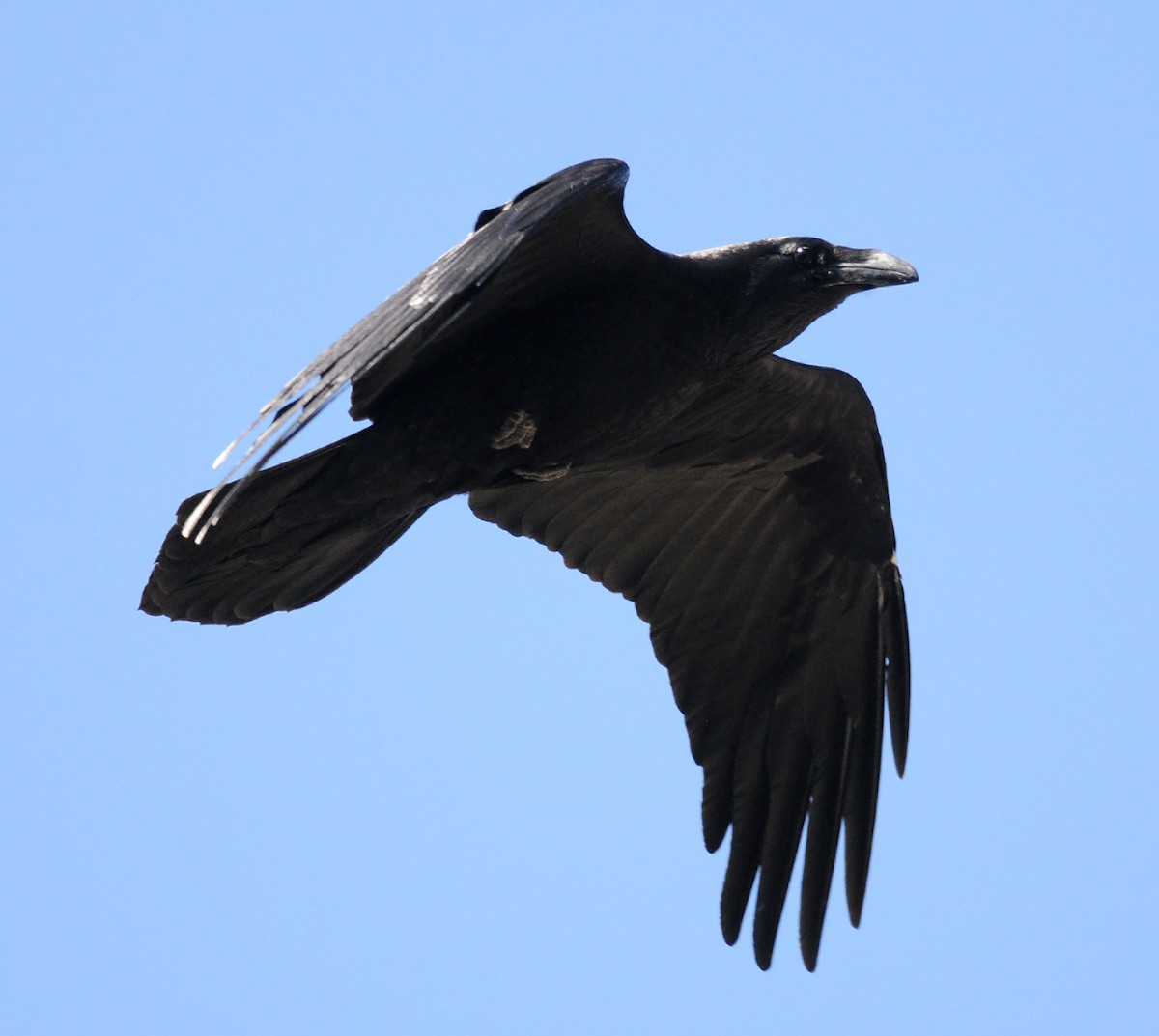 Common Raven - ML141906271