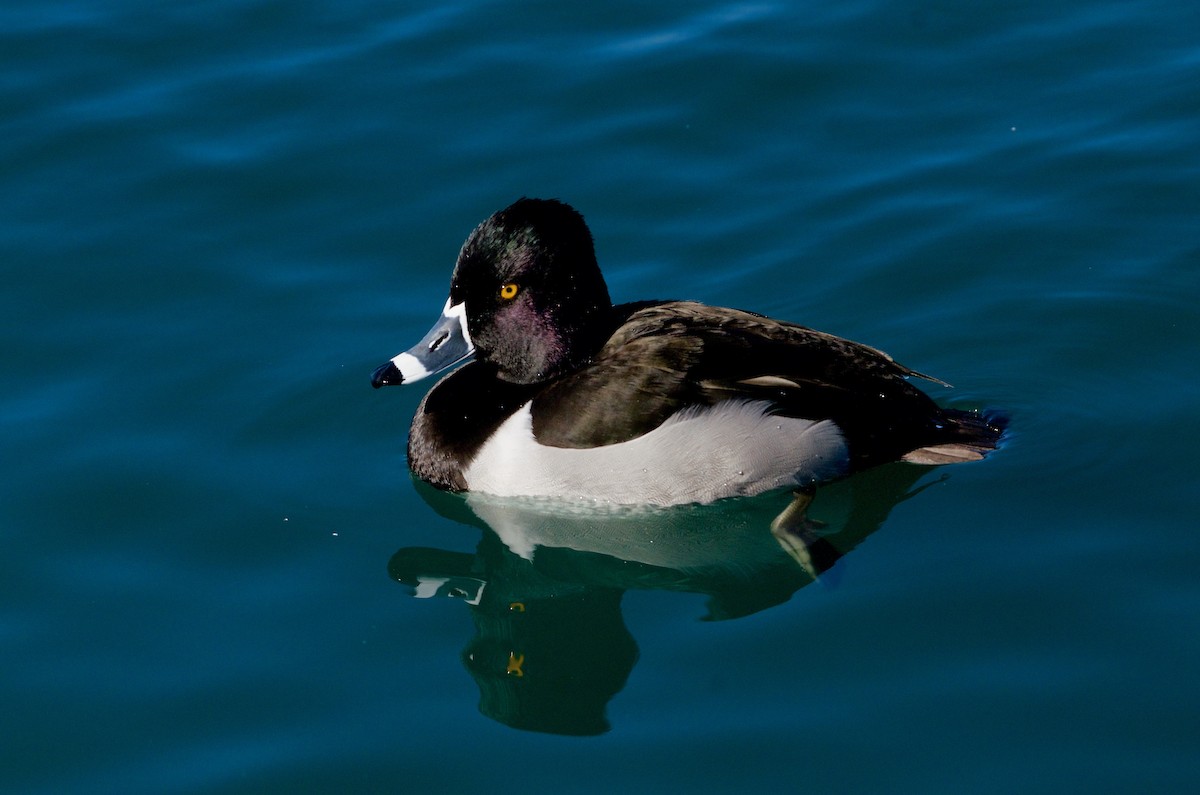 Ring-necked Duck - ML141906511