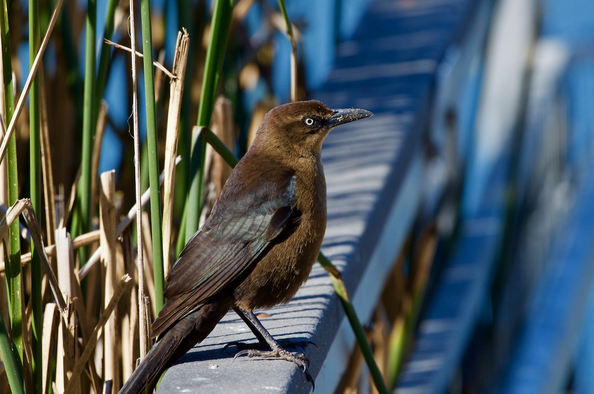Great-tailed Grackle - ML141907891