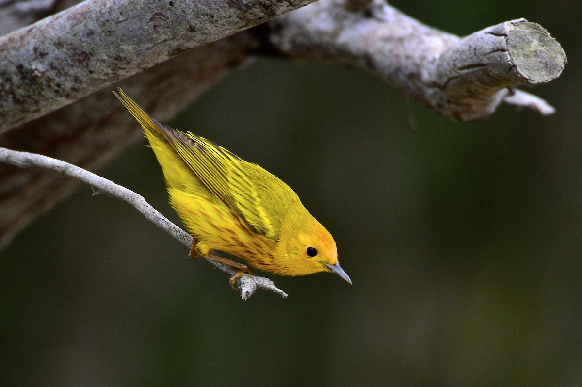 Yellow Warbler (Northern) - Gerald Friesen