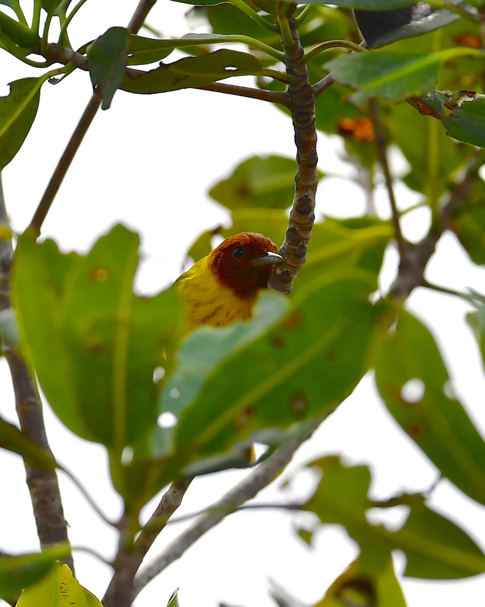 Yellow Warbler (Mangrove) - Gerald Friesen