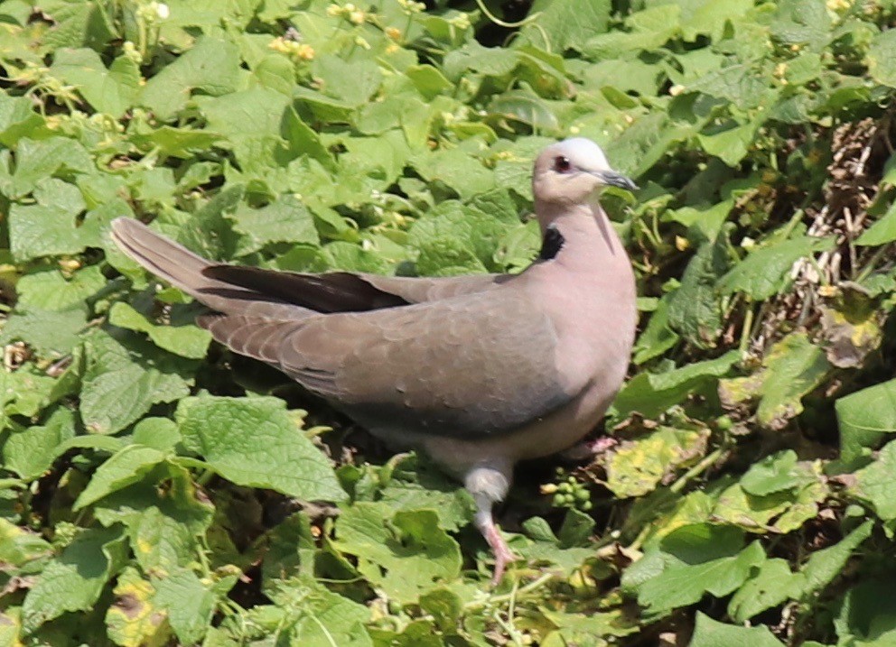 Red-eyed Dove - Charlie   Nims