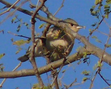 Lucy's Warbler - ML141909201