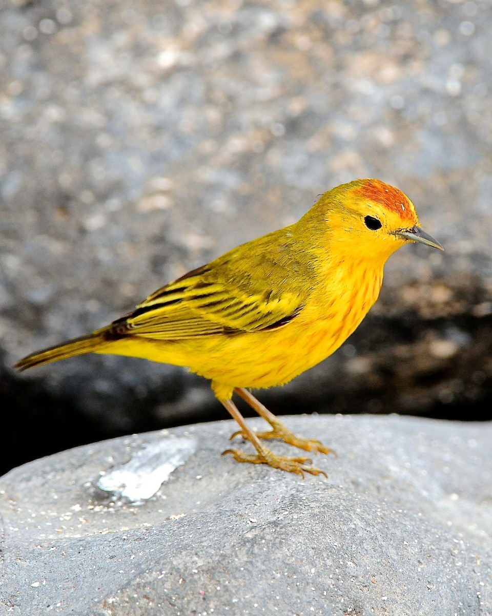 Yellow Warbler (Galapagos) - Gerald Friesen