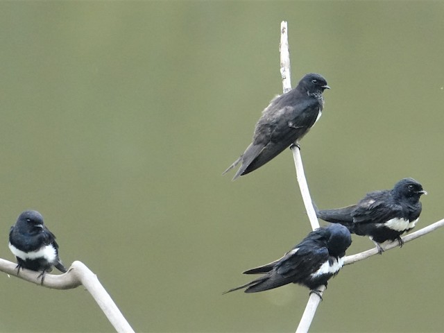 Flock - White-banded Swallow - 
