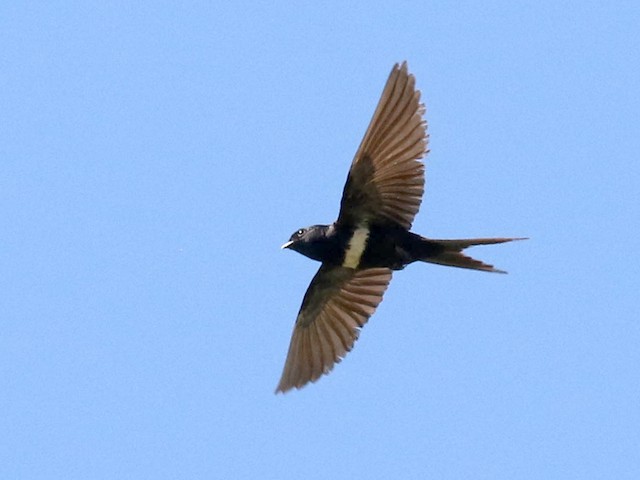 Adult - White-banded Swallow - 