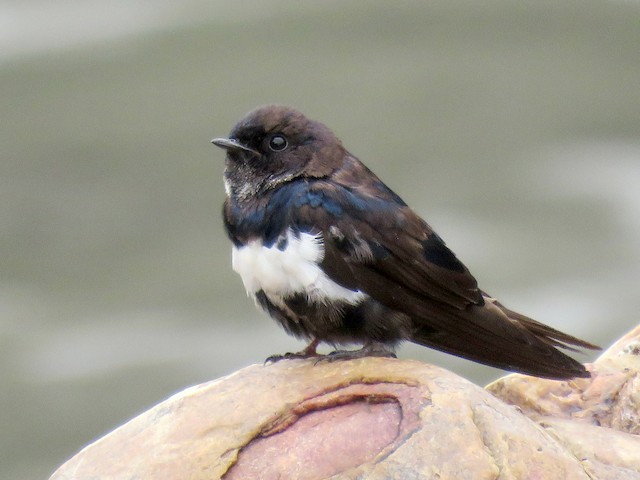 Immature - White-banded Swallow - 