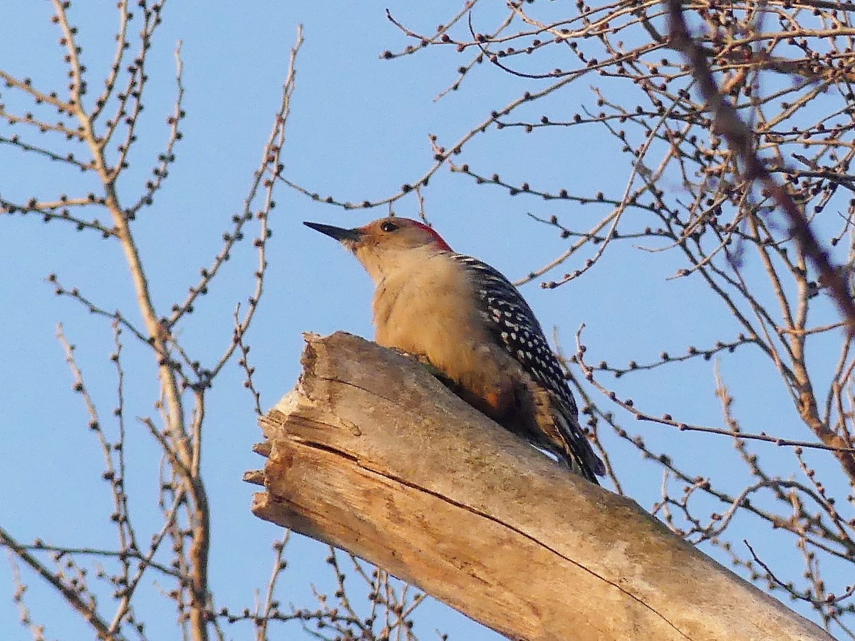Red-bellied Woodpecker - Cathy Pondelicek