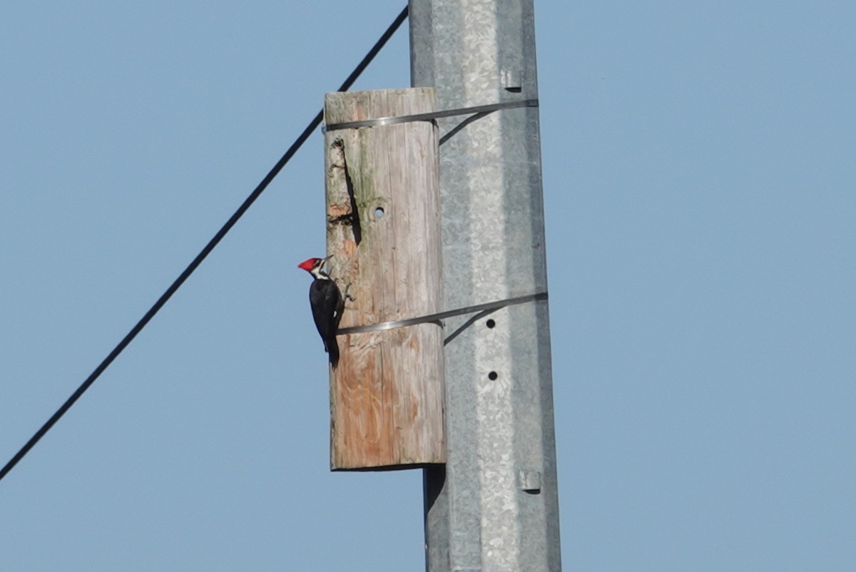 Pileated Woodpecker - ML141910131