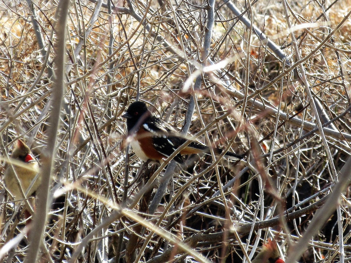 Spotted Towhee - Mick McHugh