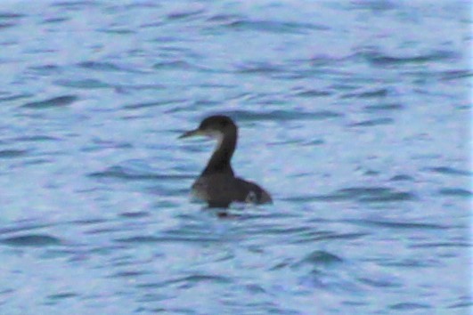 Red-necked Grebe - Theodore Squires