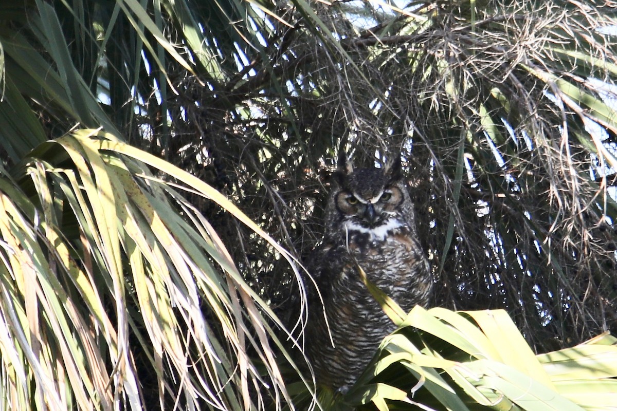 Great Horned Owl - ML141912101