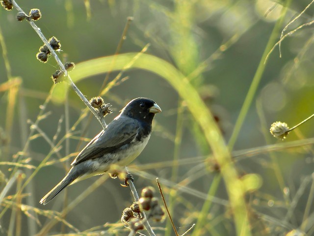 Papa-capim-de-coleira - eBird