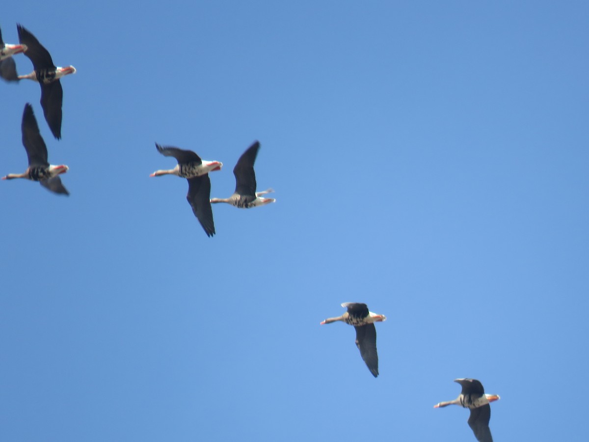 Greater White-fronted Goose - ML141912621