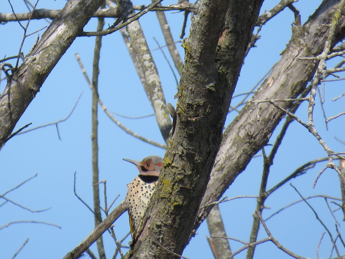 Northern Flicker (Yellow-shafted) - ML141912681