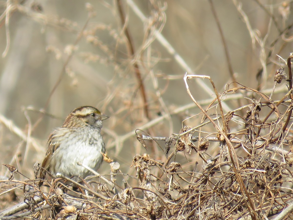 White-throated Sparrow - ML141912831