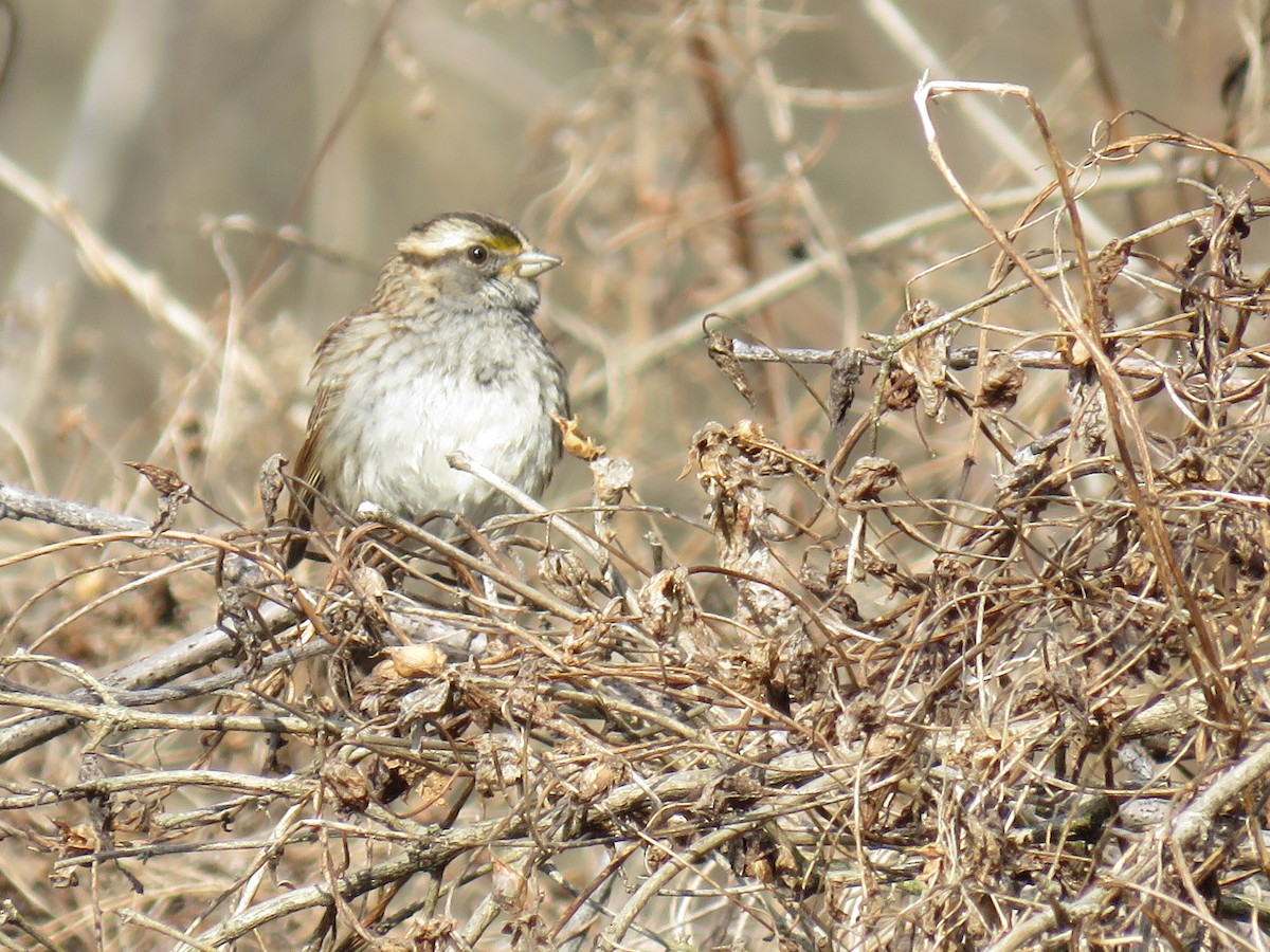 White-throated Sparrow - Davis Balser