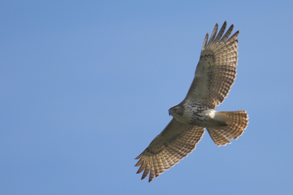 Red-tailed Hawk - ML141913151