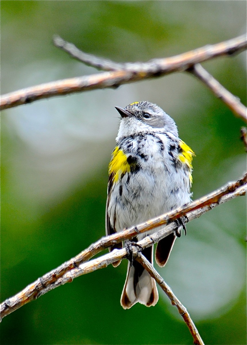 Yellow-rumped Warbler (Myrtle) - Gerald Friesen