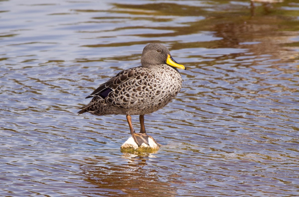 Yellow-billed Duck - Will Knowlton