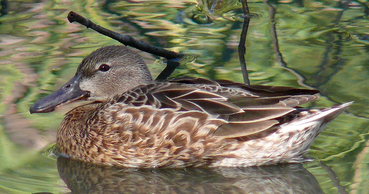 Blue-winged Teal - ML141913651