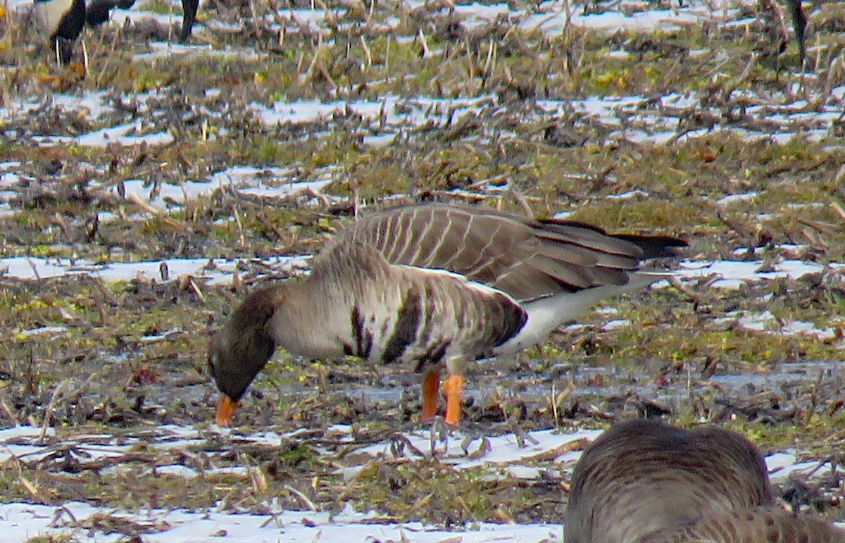 Greater White-fronted Goose - ML141914071