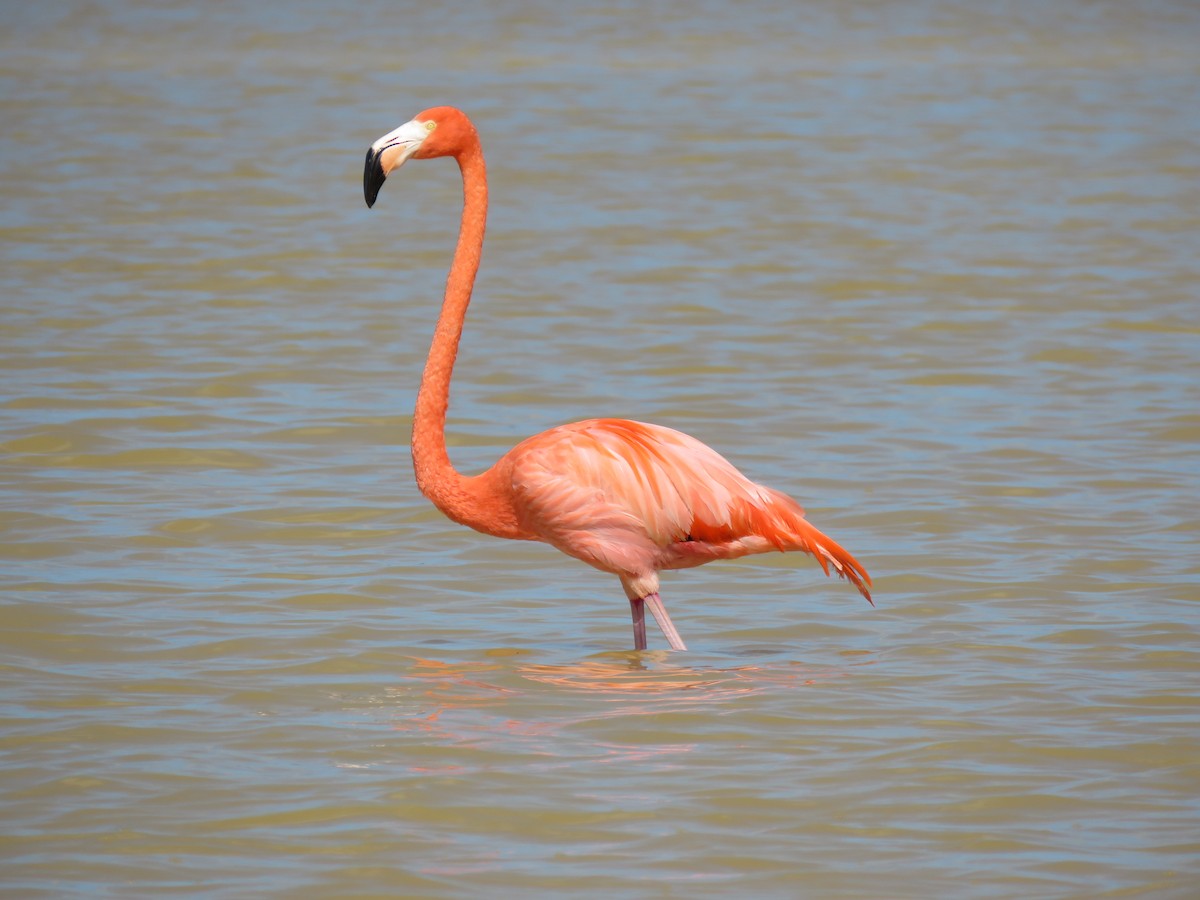 American Flamingo - Mark Goodwin