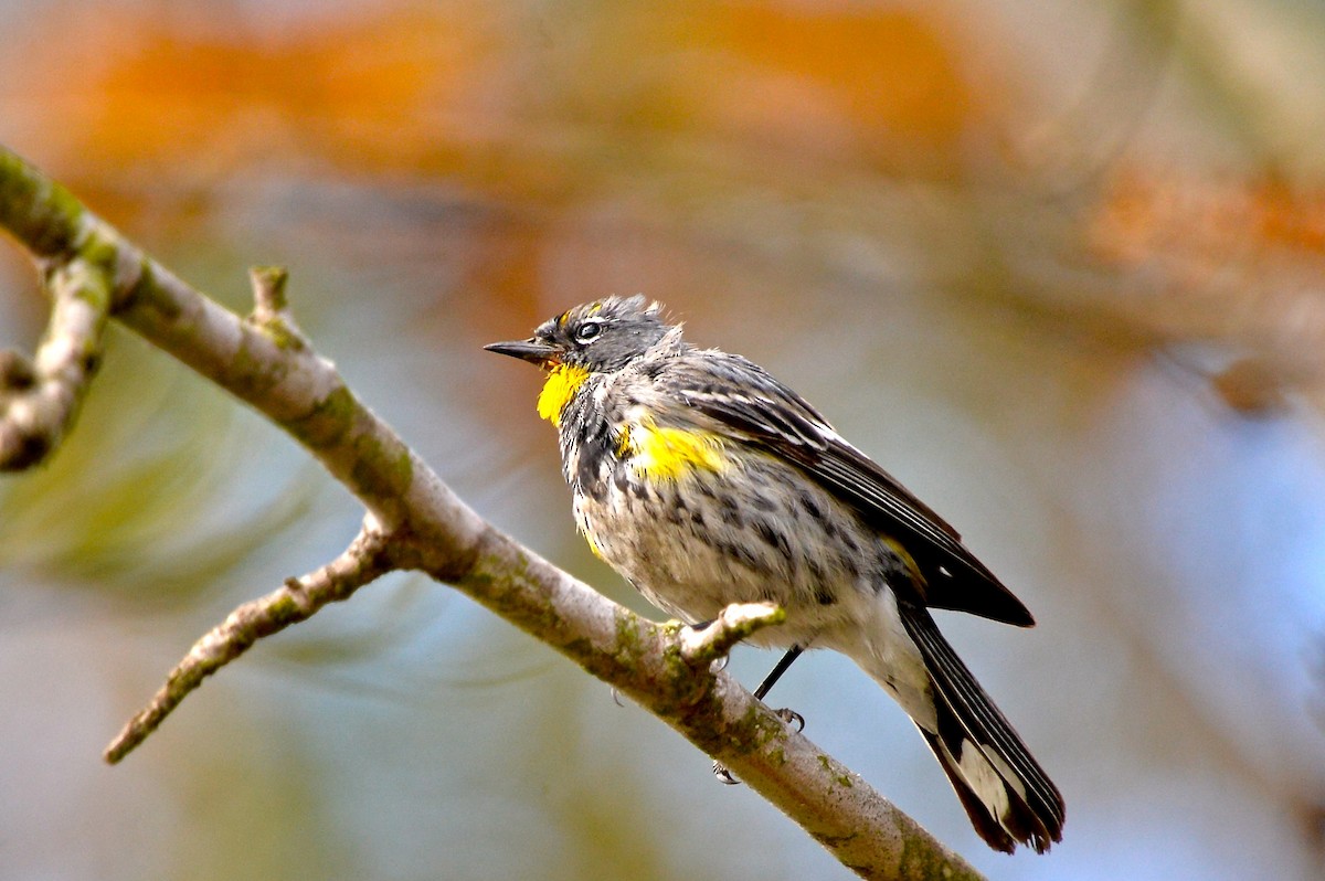 Yellow-rumped Warbler (Audubon's) - Gerald Friesen