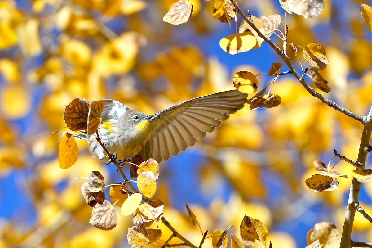 Yellow-rumped Warbler (Audubon's) - Gerald Friesen
