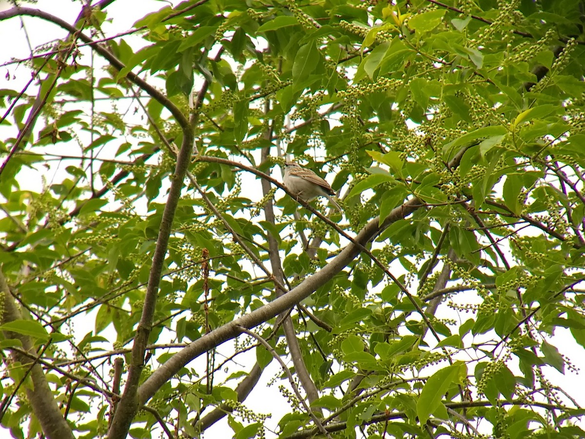 Chipping Sparrow - ML141915171