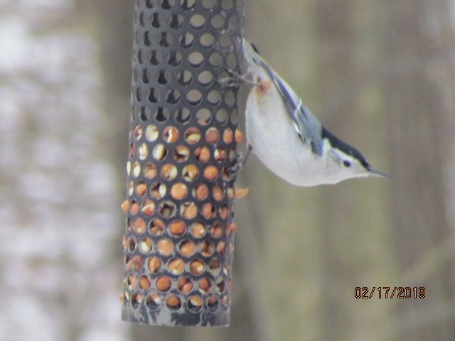 White-breasted Nuthatch - Beverly Hadler