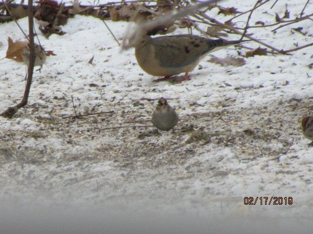White-crowned Sparrow - ML141915511