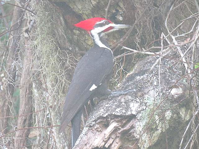 Pileated Woodpecker - ML141915541