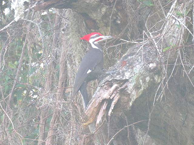 Pileated Woodpecker - Roy E. Peterson