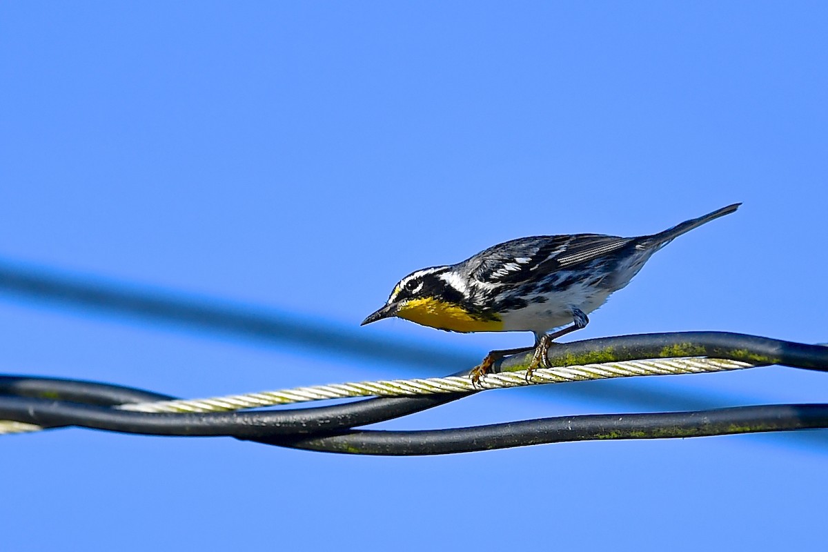 Yellow-throated Warbler (albilora) - Gerald Friesen