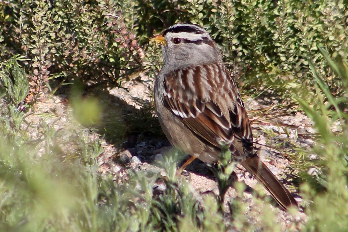 White-crowned Sparrow (Gambel's) - ML141916581