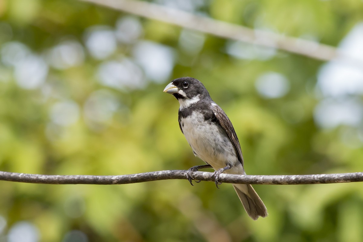Double-collared Seedeater - Gabriel Bonfa