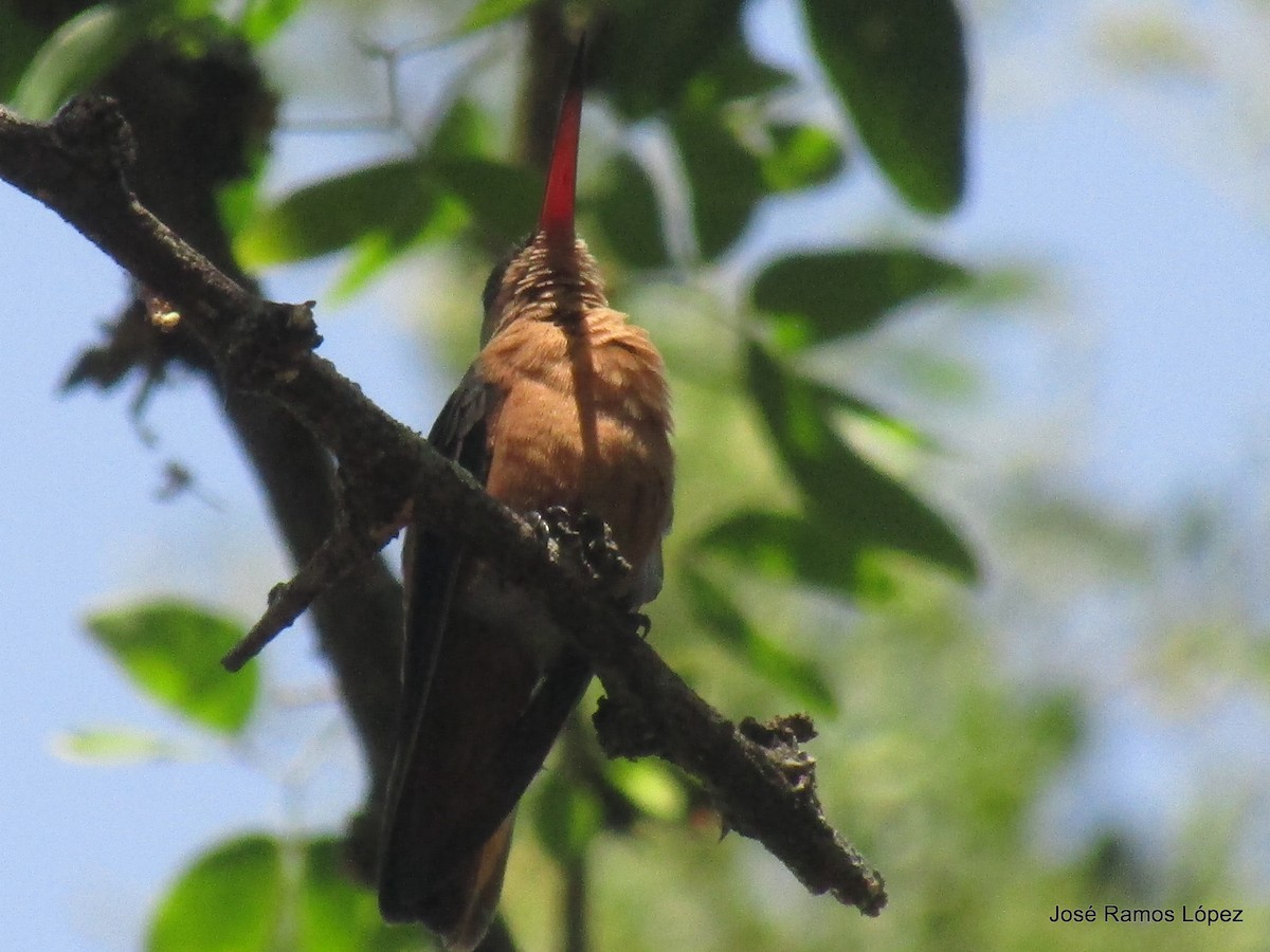 Cinnamon Hummingbird - Jose Ramos