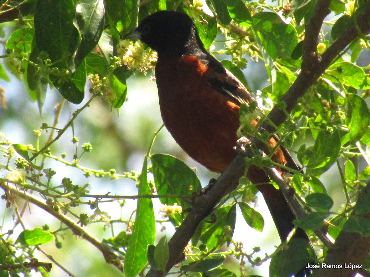 Orchard Oriole - ML141917961