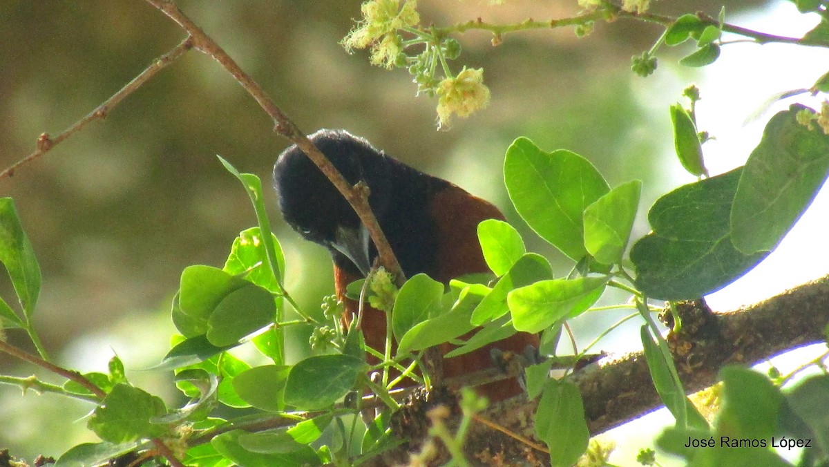 Orchard Oriole - ML141917971