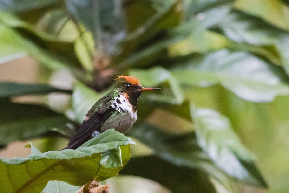 Frilled Coquette - ML141918001