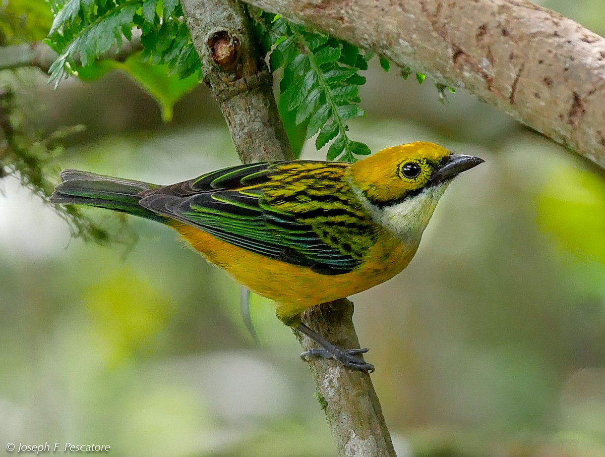 Silver-throated Tanager - ML141919201