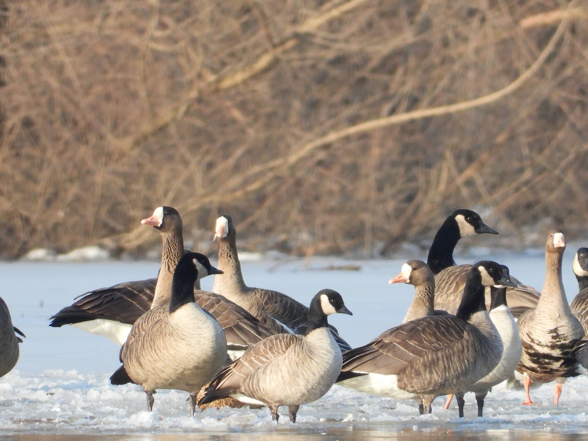 Greater White-fronted Goose - Rick Luehrs