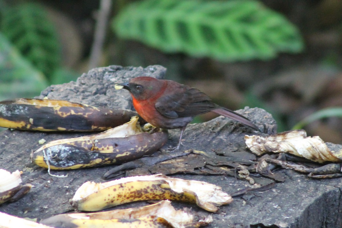 Red-throated Ant-Tanager - ML141920101