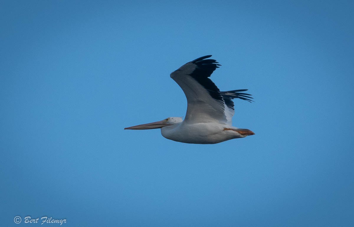 American White Pelican - Bert Filemyr