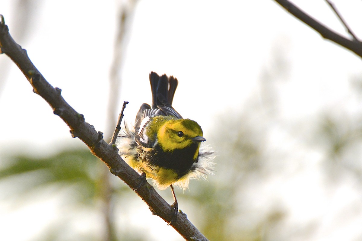 Black-throated Green Warbler - Gerald Friesen