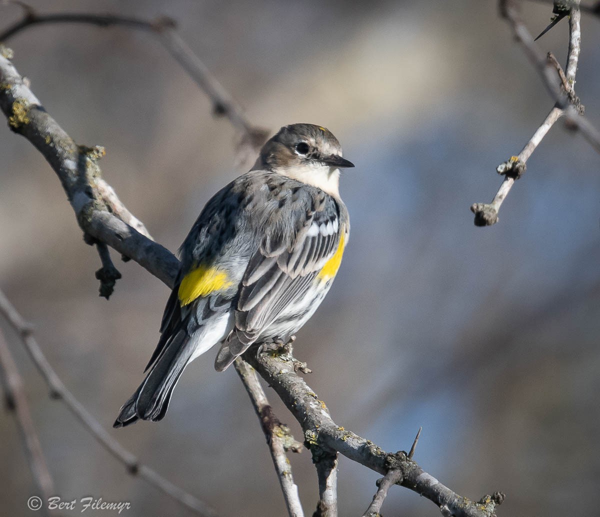 Yellow-rumped Warbler - Bert Filemyr