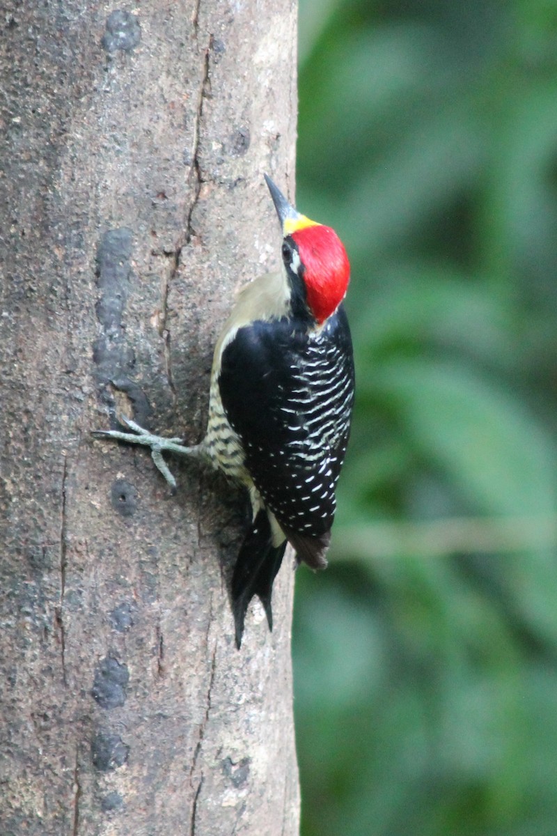 Black-cheeked Woodpecker - David  Clark